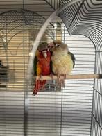 Twee jonge, tamme pyrrhura’s (koppel) met kooi en toebehoren, Meerdere dieren, Papegaai, Geringd