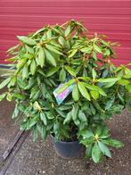 Hele grote rhododendrons, Ophalen, Zomer, Overige soorten, Volle zon