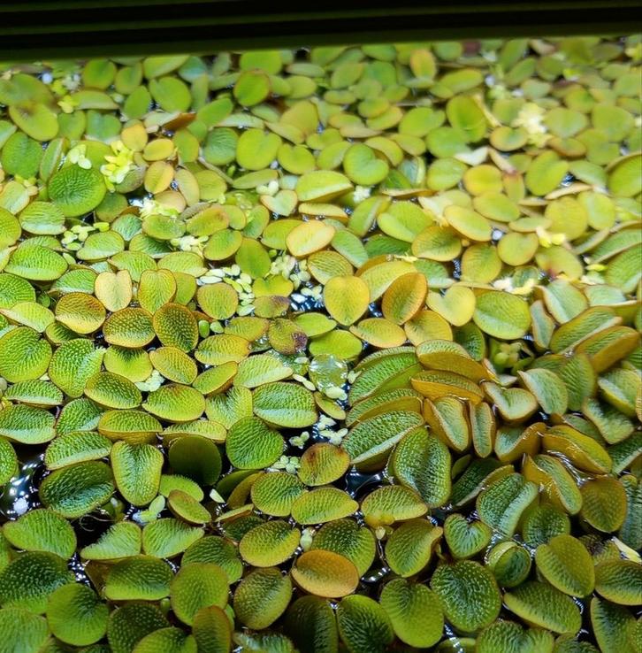 Salvina minima, Dieren en Toebehoren, Vissen | Aquaria en Toebehoren, Nieuw, Plant(en), Steen of Hout, Ophalen