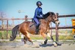 Lieve kinderpony Welsh C, Dieren en Toebehoren, Pony's, Merrie, B, Gechipt, 3 tot 6 jaar