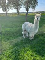 Te koop: alpaca Voorstehoeve Pauline, Dieren en Toebehoren, Overige Dieren, Juni, Vrouwelijk