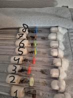 8 lasius niger colonies, Dieren en Toebehoren