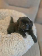 Zeer mooie , super speelse kleine boomer pups., Dieren en Toebehoren, Honden | Chihuahua's en Gezelschapshonden, Overige rassen