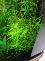 Aquarium planten, Dieren en Toebehoren, Ophalen of Verzenden, Nieuw, Plant(en), Steen of Hout