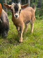 Lief bokje op zoek naar een fijn plekje., Dieren en Toebehoren, Schapen, Geiten en Varkens, Mannelijk, Geit