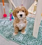 Prachtige boomer x toy poedel pups, Dieren en Toebehoren, Nederland, CDV (hondenziekte), 8 tot 15 weken, Meerdere