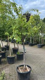 Halfstam fruitbomen, stevige stammen €232 pst, Tuin en Terras, Planten | Fruitbomen, Ophalen of Verzenden, Appelboom, Lente