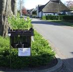 maggi plantjes---- Lavas, Tuin en Terras, Planten | Tuinplanten, Halfschaduw, Kruiden, Zomer, Vaste plant