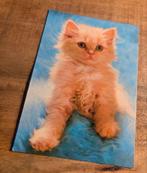 Fluffy rode kitten, Verzenden, 1980 tot heden, Ongelopen, Hond of Kat