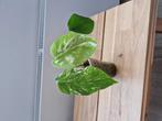 Monstera Variegata wetstick kamerplantje, Huis en Inrichting, Kamerplanten, Ophalen of Verzenden, Overige soorten, Minder dan 100 cm