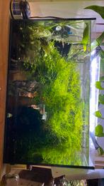 Javamos voor aquarium/terrarium, Dieren en Toebehoren, Ophalen, Plant(en), Steen of Hout