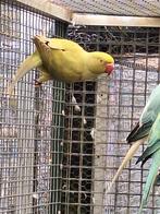 Halsbandparkiet, Mannelijk, Parkiet