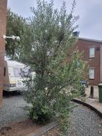 Olijfboom vol met olijven, 100 tot 250 cm, Olijfboom, Zomer, Ophalen