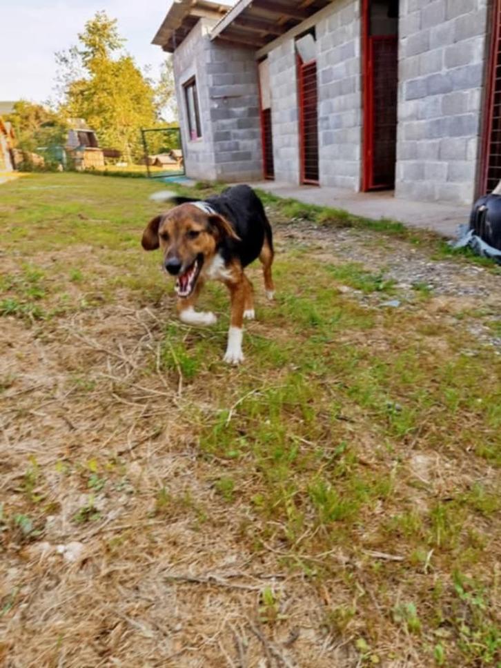 Felix is een vrolijke, actieve hond, Dieren en Toebehoren, Honden | Niet-rashonden, Middel, Reu, Particulier, Eén hond, Buitenland