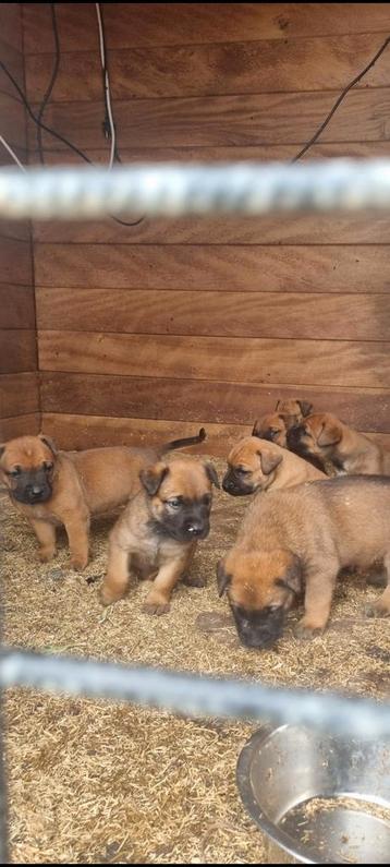 Puppy.s kruising mechelse herder/boxer beschikbaar voor biedingen