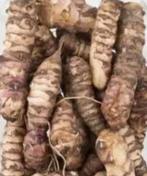 Aardperen / Topinamboer - Makkelijk zelf te telen!, Tuin en Terras, Volle zon, Ophalen of Verzenden, Zomer, Groenteplanten