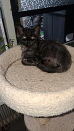 Mooie maine coon kitten, Dieren en Toebehoren, Katten en Kittens | Raskatten | Langhaar, Poes, Ontwormd, 0 tot 2 jaar