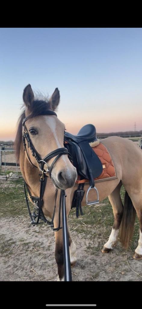 !EYECATCHER! Prachtige 4-jarige D pony ruin…TOP afstamming!, Dieren en Toebehoren, Pony's, Ruin, Niet van toepassing, D pony (1.37m tot 1.48m)
