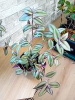 Tradescantia zebrina, Huis en Inrichting, Kamerplanten, Ophalen of Verzenden, Halfschaduw, Minder dan 100 cm