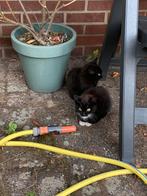 Kittens, Dieren en Toebehoren, Meerdere dieren, Kortharig, 0 tot 2 jaar