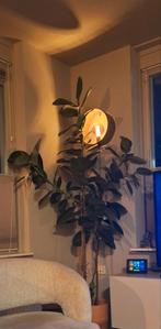 Tabaksplant Ficus Robusta, Huis en Inrichting, Ophalen, Overige soorten, Minder dan 100 cm