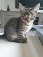 Lieve mannetjes kittens, Dieren en Toebehoren, Katten en Kittens | Dekkaters