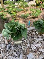Stekjes aardbei Daroyal, Tuin en Terras, Planten | Tuinplanten, Ophalen of Verzenden, Fruitplanten, Volle zon