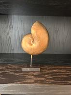 Goudkleurige schelp, Ophalen, Zo goed als nieuw
