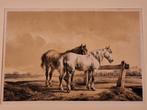 Paarden Litho door W. Verschuur, Antiek en Kunst, Ophalen of Verzenden