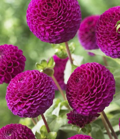 Ik verkoop niet, ik ZOEK Dahlia Rocco Pompom, Tuin en Terras, Planten | Tuinplanten, Eenjarig, Overige soorten, Volle zon, Herfst
