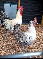 Trio hennen Poule de Bresse zilverpel, Dieren en Toebehoren, Vrouwelijk, Kip