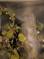 Baby axolotls te koop!, Dieren en Toebehoren, Overige soorten