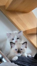 Ragdoll kiten, Dieren en Toebehoren, Katten en Kittens | Raskatten | Langhaar, Kater, Gechipt