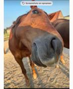 Verzorgpaarden aangeboden, Dieren en Toebehoren, Ophalen, Nieuw
