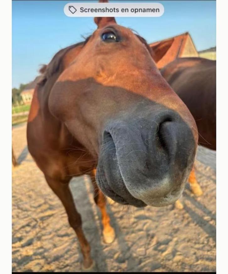 Verzorgpaarden aangeboden, Dieren en Toebehoren, Paarden en Pony's | Verzorgingsproducten, Nieuw, Ophalen