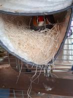 Koppeltje pasgeboren zebravinken, Meerdere dieren, Tropenvogel