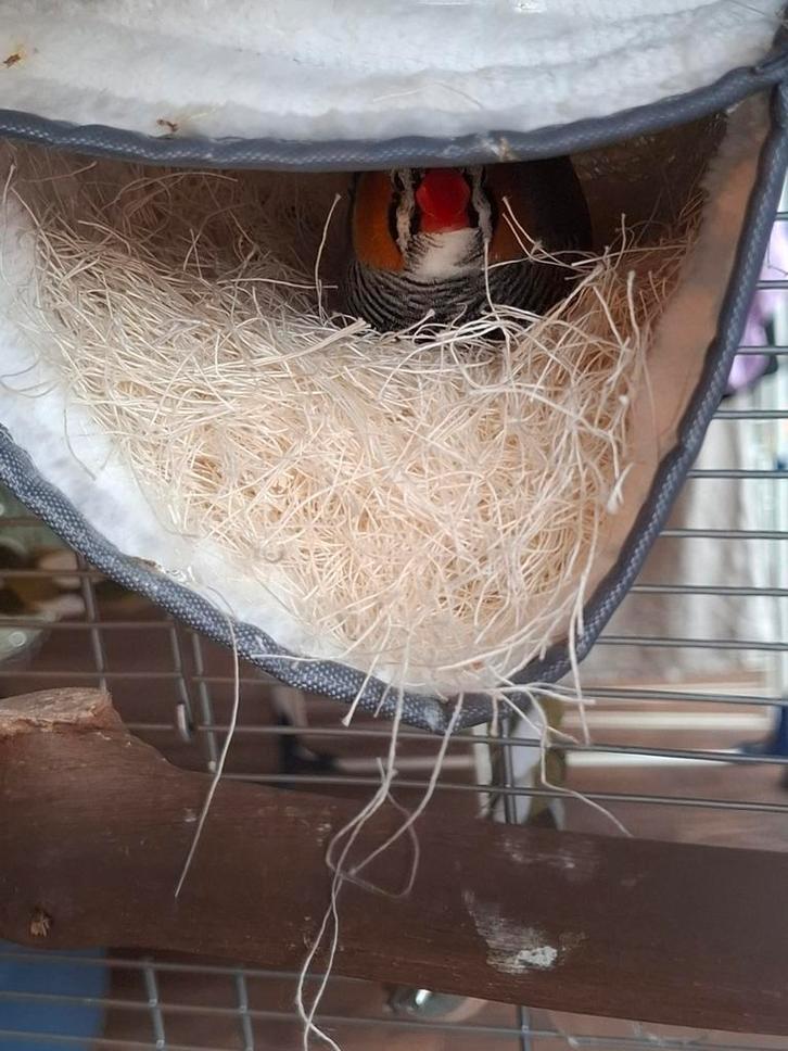 Koppeltje pasgeboren zebravinken, Dieren en Toebehoren, Vogels | Overige Vogels, Tropenvogel, Meerdere dieren