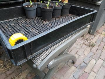 Kweekbakken planten stekjes  beschikbaar voor biedingen