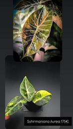 Alocasia Suhirmaniana Aurea, Huis en Inrichting, Kamerplanten, Ophalen of Verzenden, Halfschaduw, Minder dan 100 cm