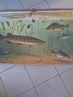 schoolplaat vissen, Ophalen, Natuur en Biologie