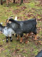 Mooie blauwschimmel tan dwerggeiten bok ter dekking, Dieren en Toebehoren, Mannelijk, Geit