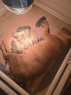 Bully Xl pups, Dieren en Toebehoren, 8 tot 15 weken, Meerdere, Meerdere dieren, Nederland