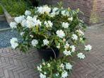 Rhododendron 'Cunningham White’, Ophalen, Rhododendron, Struik, Minder dan 100 cm