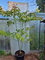 Cornus controversa, Tuin en Terras, Planten | Bomen, Halfschaduw, Overige soorten, Lente, 100 tot 250 cm