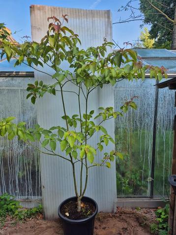 Cornus controversa beschikbaar voor biedingen