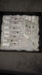 Messor Barbarus koninginen., Dieren en Toebehoren, Mieren