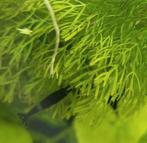 Jonge blue dream garnalen, Dieren en Toebehoren, Vissen | Aquariumvissen, Kreeft, Krab of Garnaal