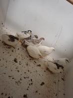 9 chineese dwergkwartels, Vrouwelijk, Overige soorten