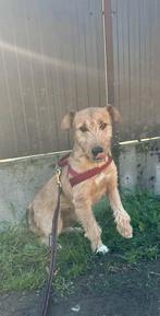 Zilda – lieve moeder uit Bosnië zoekt een warm thuis, Dieren en Toebehoren, Honden | Niet-rashonden, Particulier, Rabiës (hondsdolheid)