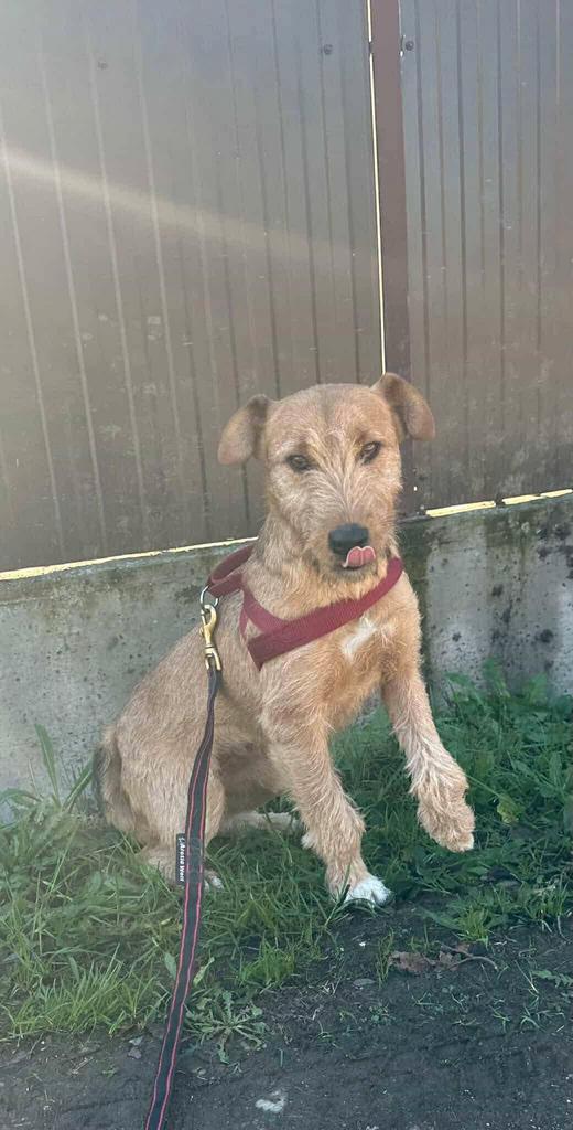 Zilda – lieve moeder uit Bosnië zoekt een warm thuis, Dieren en Toebehoren, Honden | Niet-rashonden, Middel, Teef, Particulier